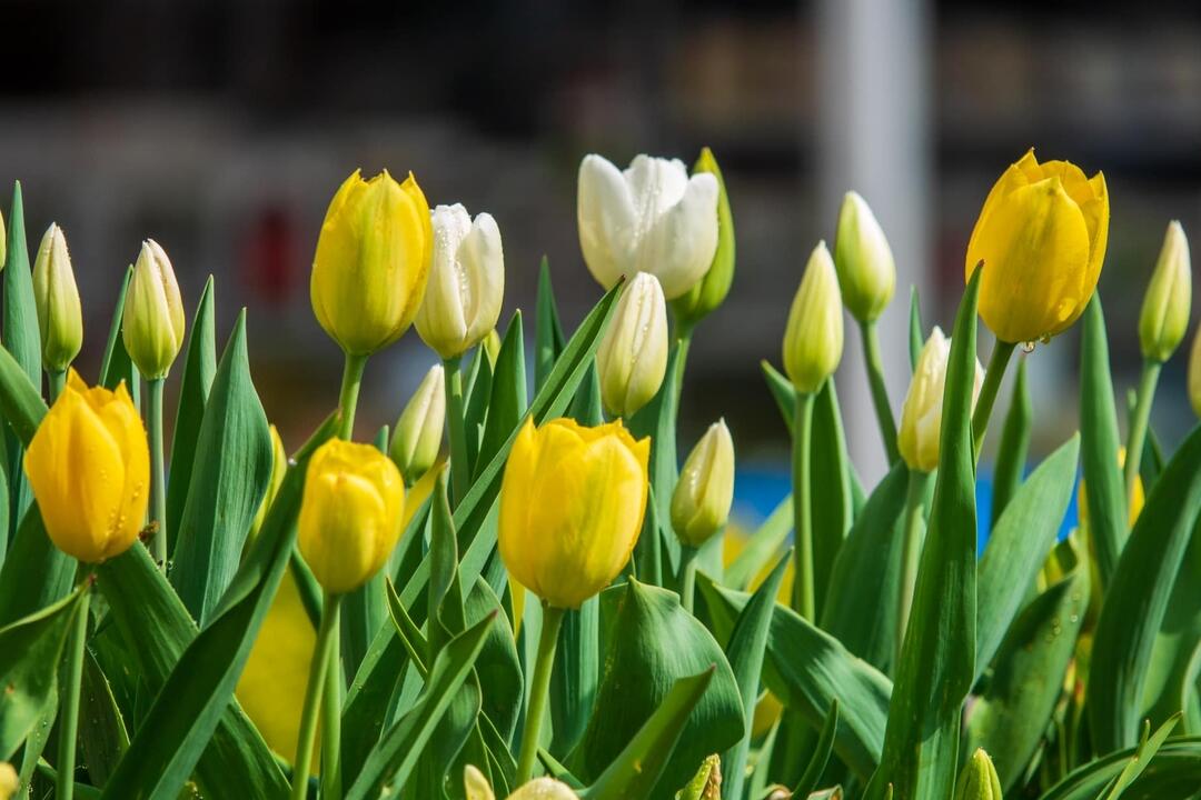 FOTO: Poprad ožíva farbami tulipánov, foto 17