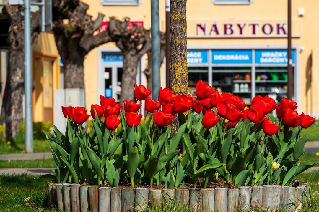 FOTO: Poprad ožíva farbami tulipánov, foto 21