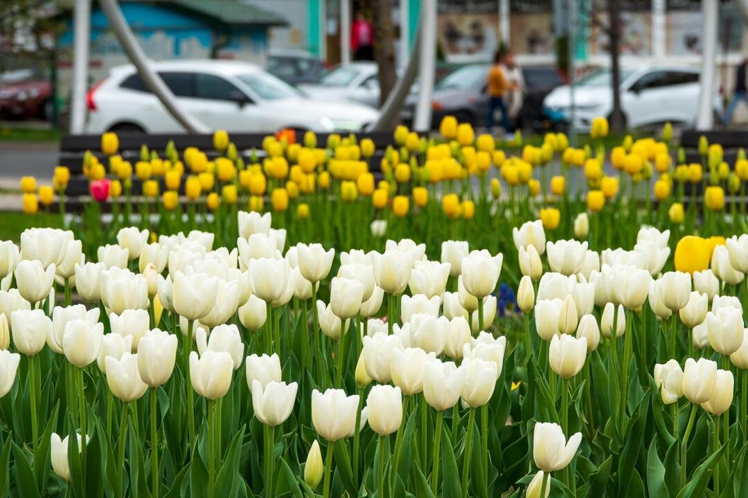 FOTO: Poprad ožíva farbami tulipánov, foto 23