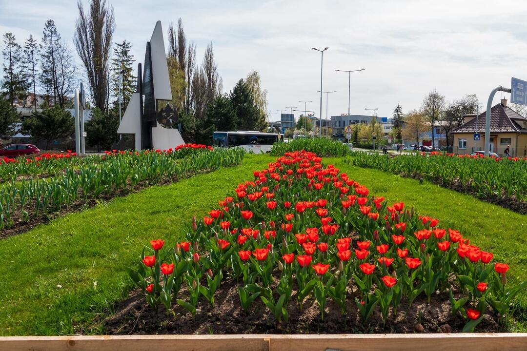 FOTO: Poprad ožíva farbami tulipánov, foto 24