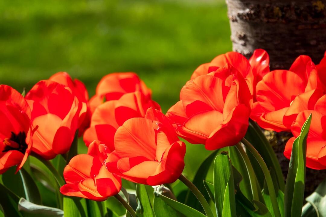 FOTO: Poprad ožíva farbami tulipánov, foto 26