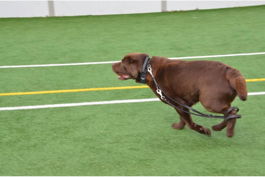 FOTO: V Snine prebehla medzinárodná príprava so psovodmi, foto 8