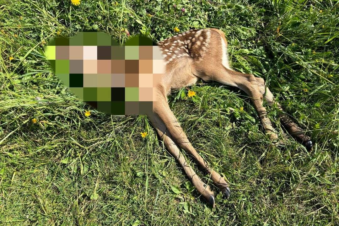 FOTO: Medveď neďaleko Gánoviec usmrtil jelenicu a jej mláďa, foto 2