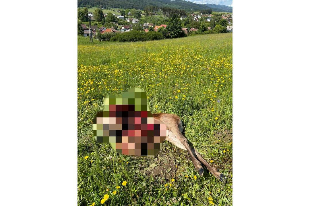 FOTO: Medveď neďaleko Gánoviec usmrtil jelenicu a jej mláďa, foto 3