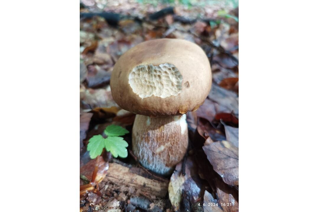 FOTO: Hubári sa v Prešovskom kraji opäť pýšia plnými košíkmi, foto 6