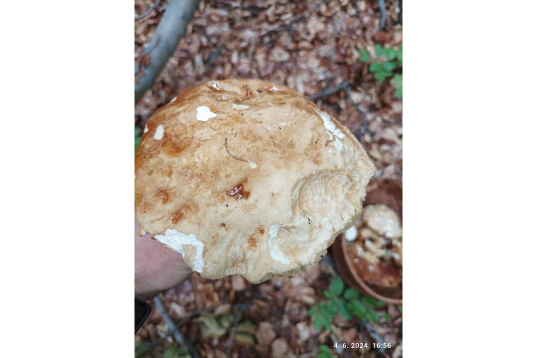 FOTO: Hubári sa v Prešovskom kraji opäť pýšia plnými košíkmi, foto 7
