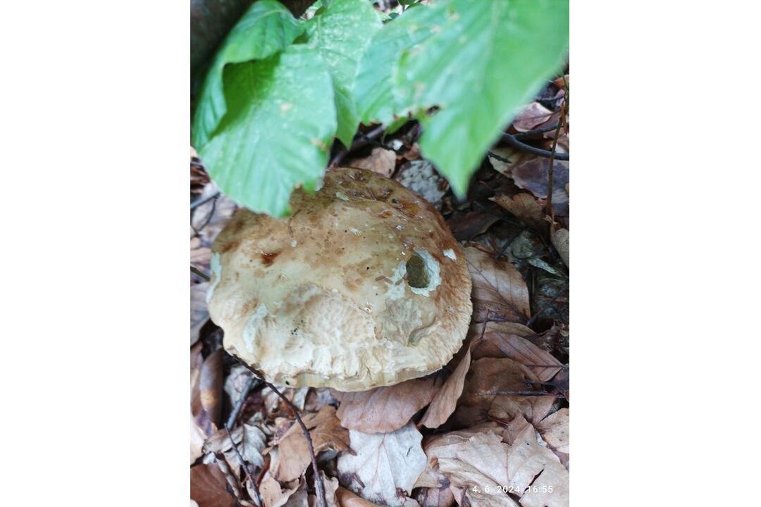 FOTO: Hubári sa v Prešovskom kraji opäť pýšia plnými košíkmi, foto 8