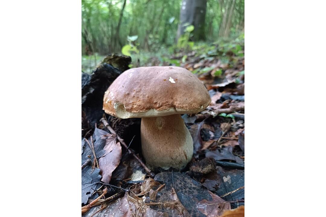 FOTO: Hubári sa v Prešovskom kraji opäť pýšia plnými košíkmi, foto 13
