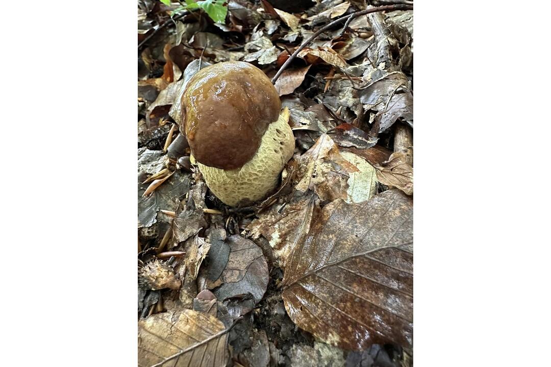 FOTO: Hubári sa v Prešovskom kraji opäť pýšia plnými košíkmi, foto 15