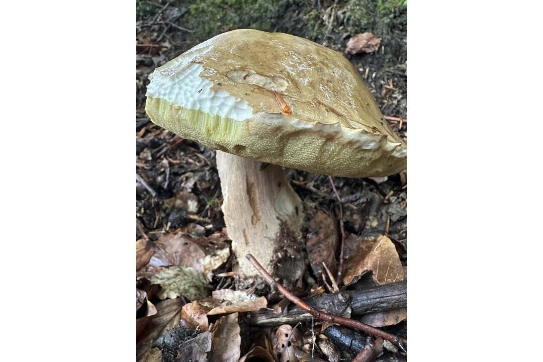 FOTO: Hubári sa v Prešovskom kraji opäť pýšia plnými košíkmi, foto 19