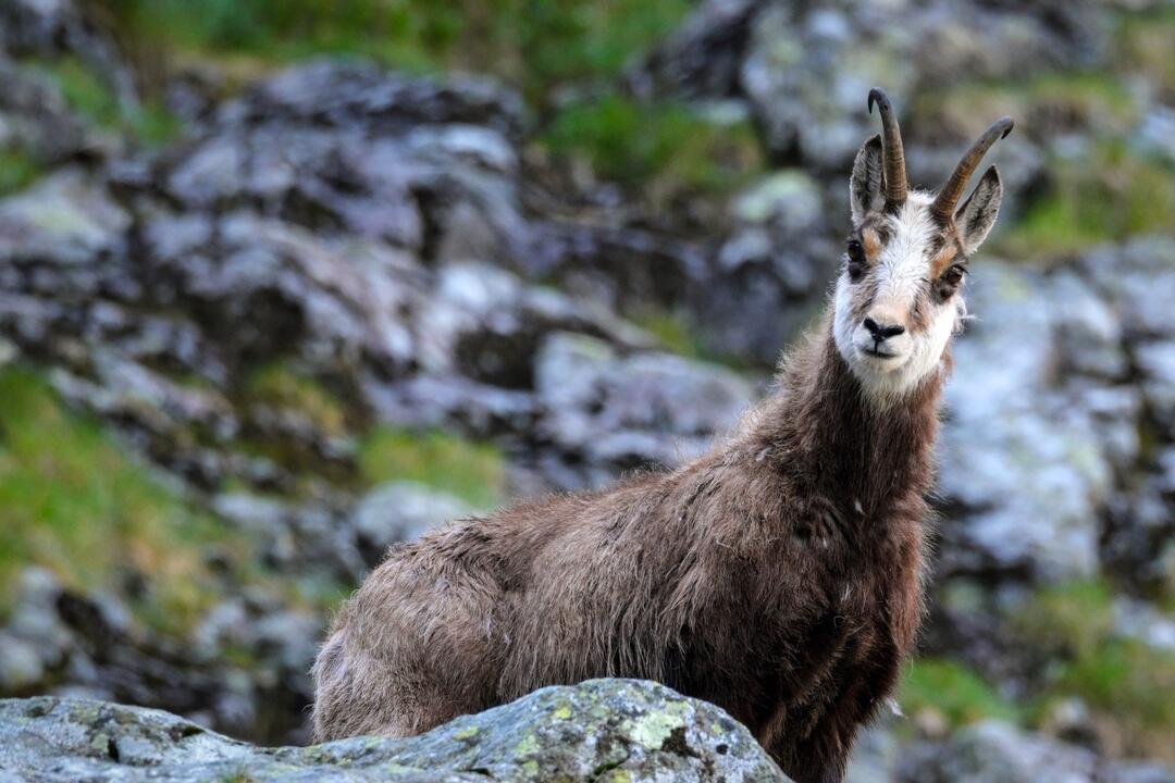 FOTO: Fotografie zo sčítania kamzíkov v Tatrách , foto 4