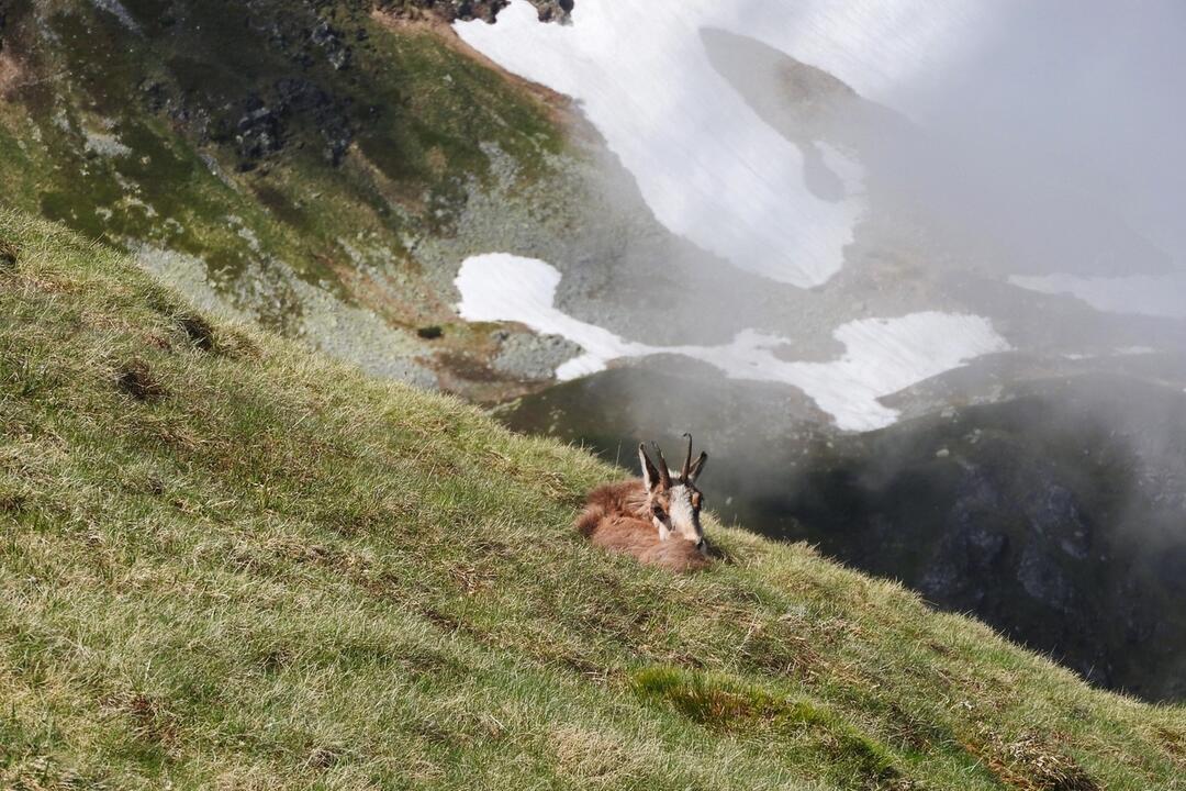 FOTO: Fotografie zo sčítania kamzíkov v Tatrách , foto 5