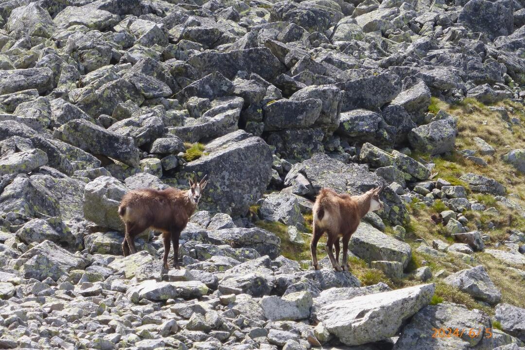 FOTO: Fotografie zo sčítania kamzíkov v Tatrách , foto 6