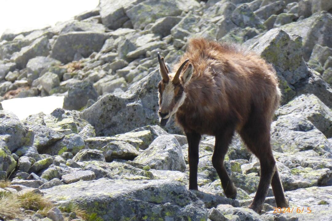 FOTO: Fotografie zo sčítania kamzíkov v Tatrách , foto 8