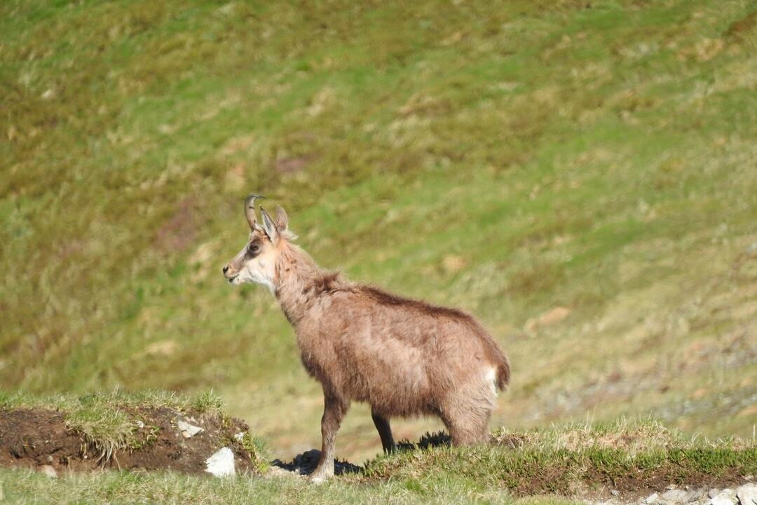 FOTO: Fotografie zo sčítania kamzíkov v Tatrách , foto 10