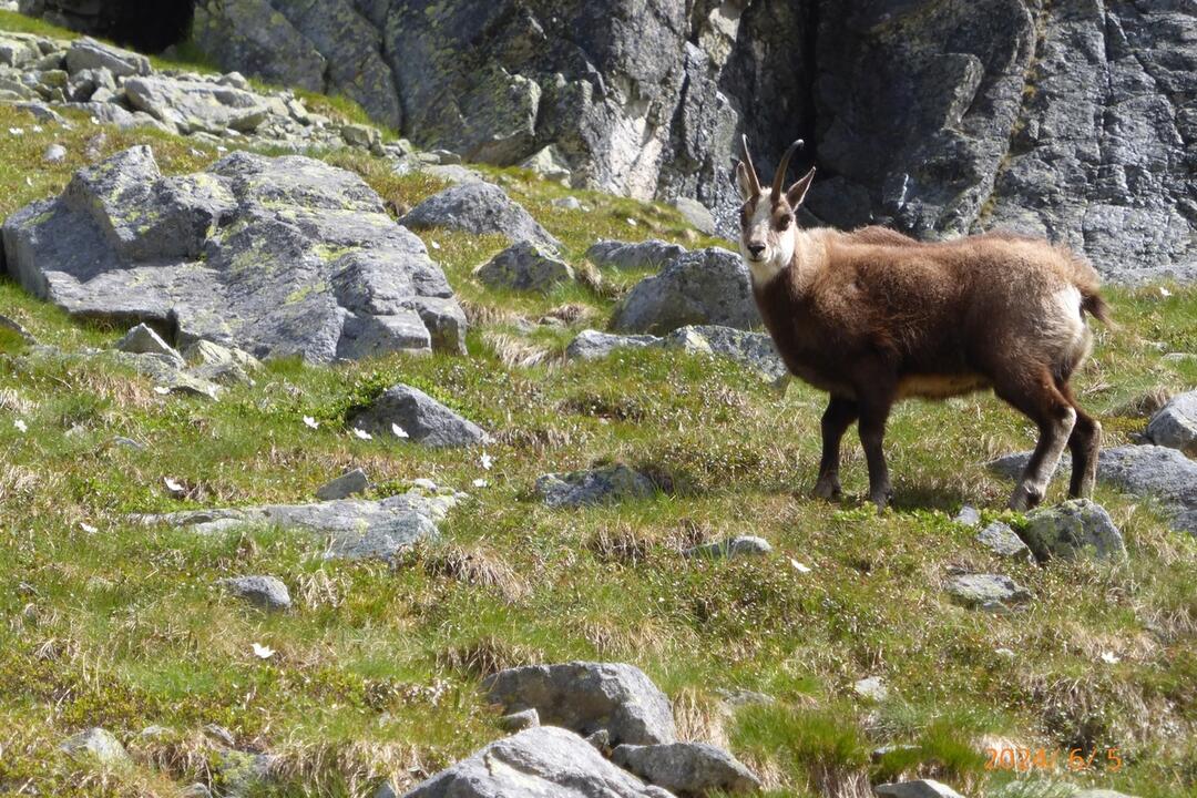 FOTO: Fotografie zo sčítania kamzíkov v Tatrách , foto 11