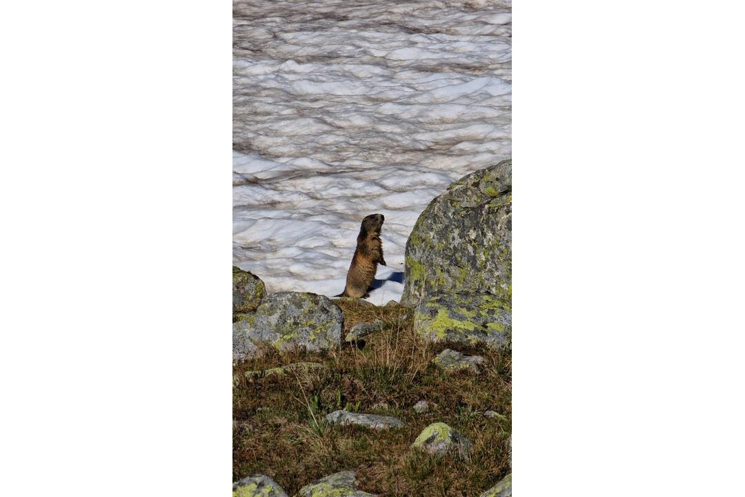 FOTO: Fotografie zo sčítania kamzíkov v Tatrách , foto 12
