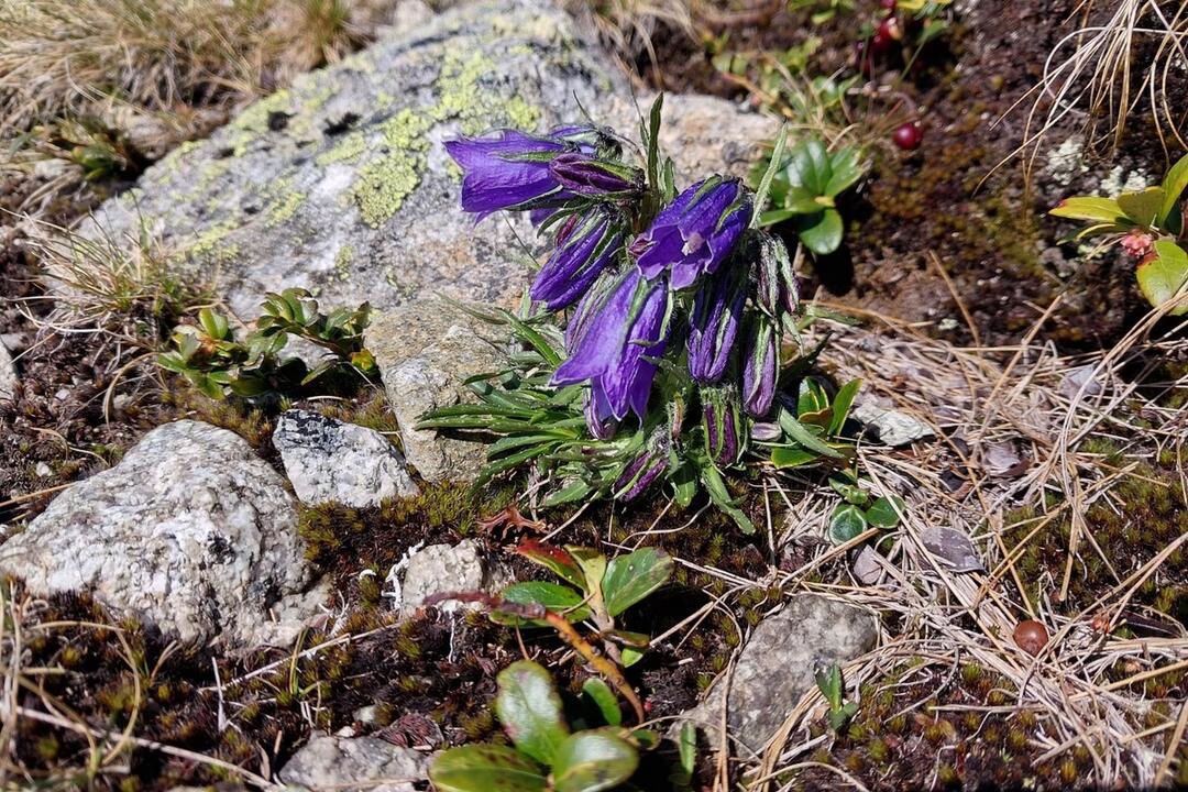 FOTO: Fotografie zo sčítania kamzíkov v Tatrách , foto 13