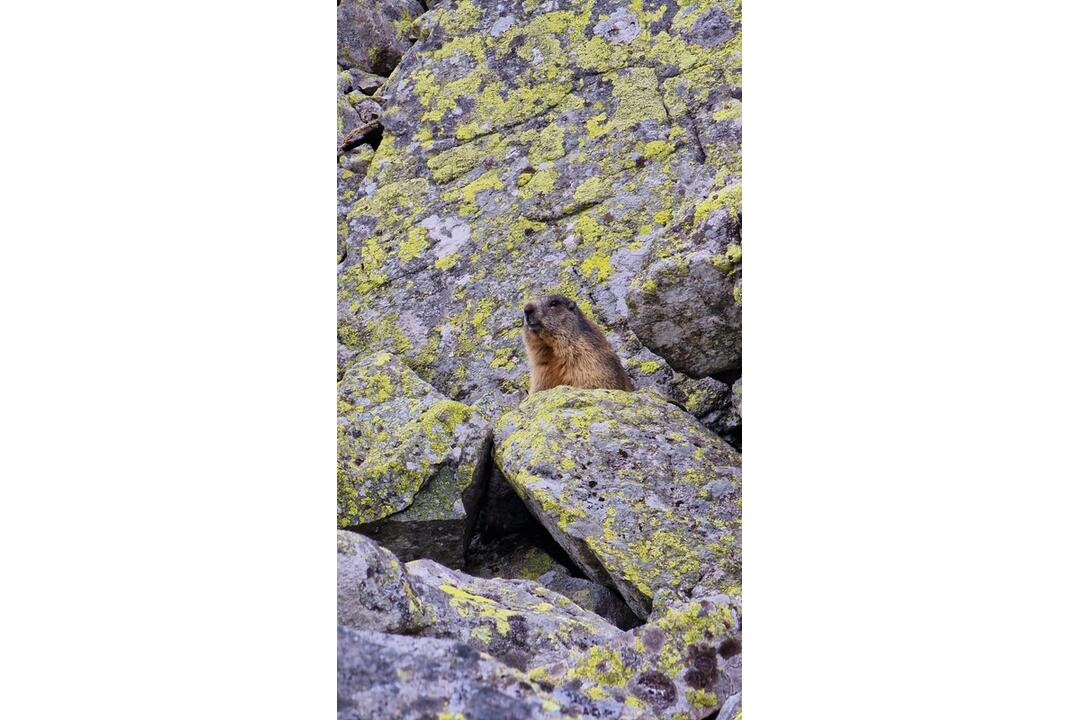 FOTO: Fotografie zo sčítania kamzíkov v Tatrách , foto 15