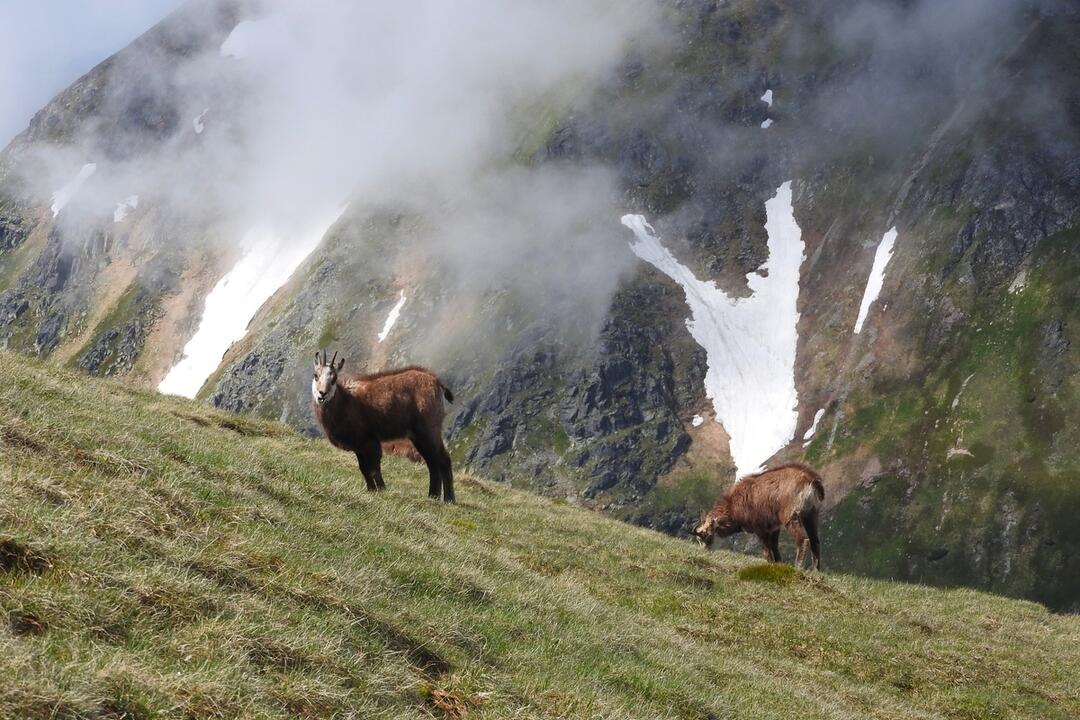 FOTO: Fotografie zo sčítania kamzíkov v Tatrách , foto 17