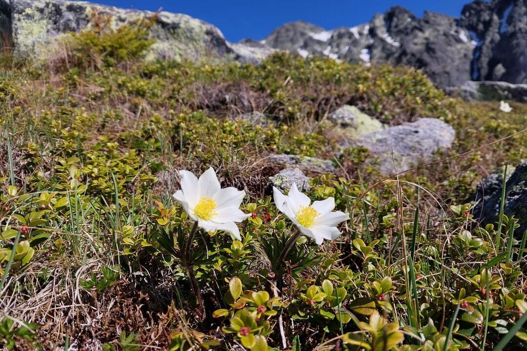 FOTO: Fotografie zo sčítania kamzíkov v Tatrách , foto 18