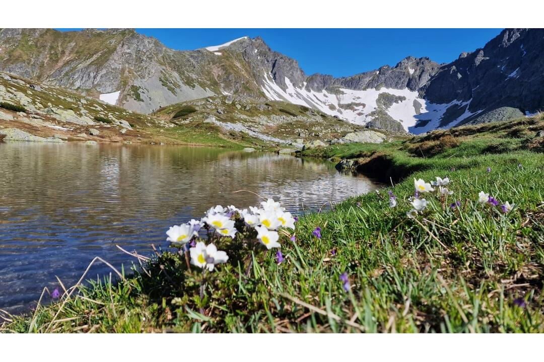 FOTO: Fotografie zo sčítania kamzíkov v Tatrách , foto 19