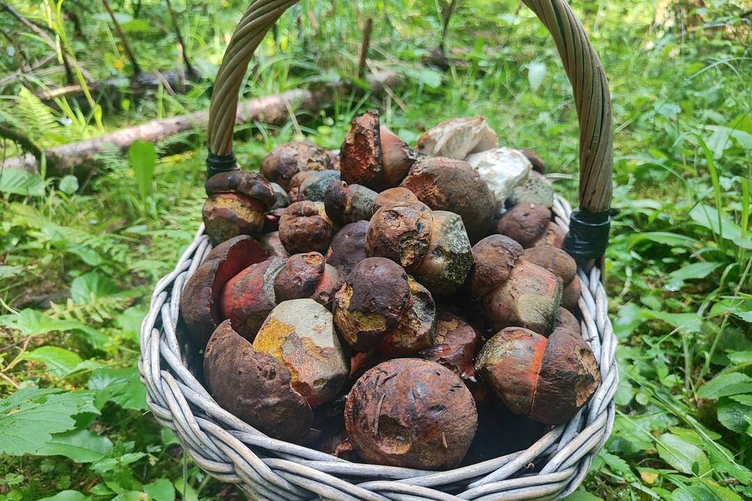 FOTO: Hubári v Prešovskom kraji, foto 1