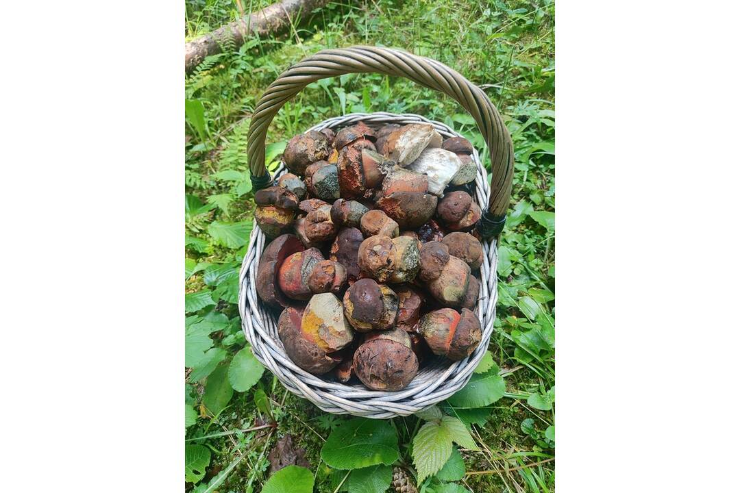 FOTO: Hubári v Prešovskom kraji, foto 2