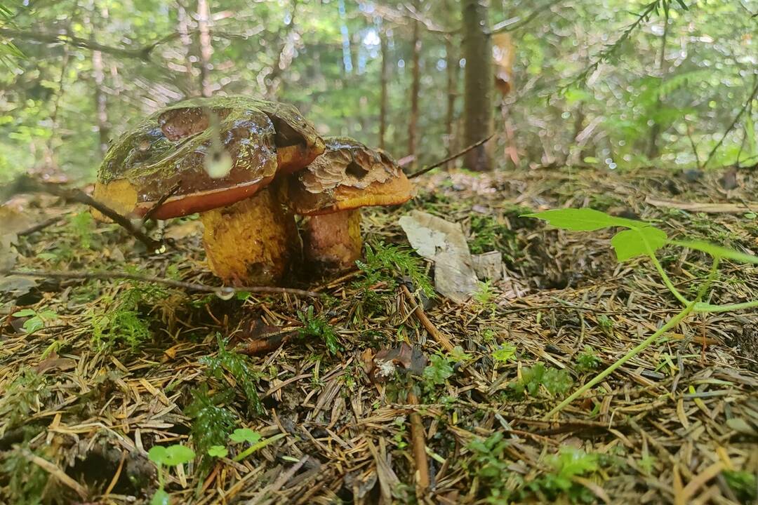 FOTO: Hubári v Prešovskom kraji, foto 3