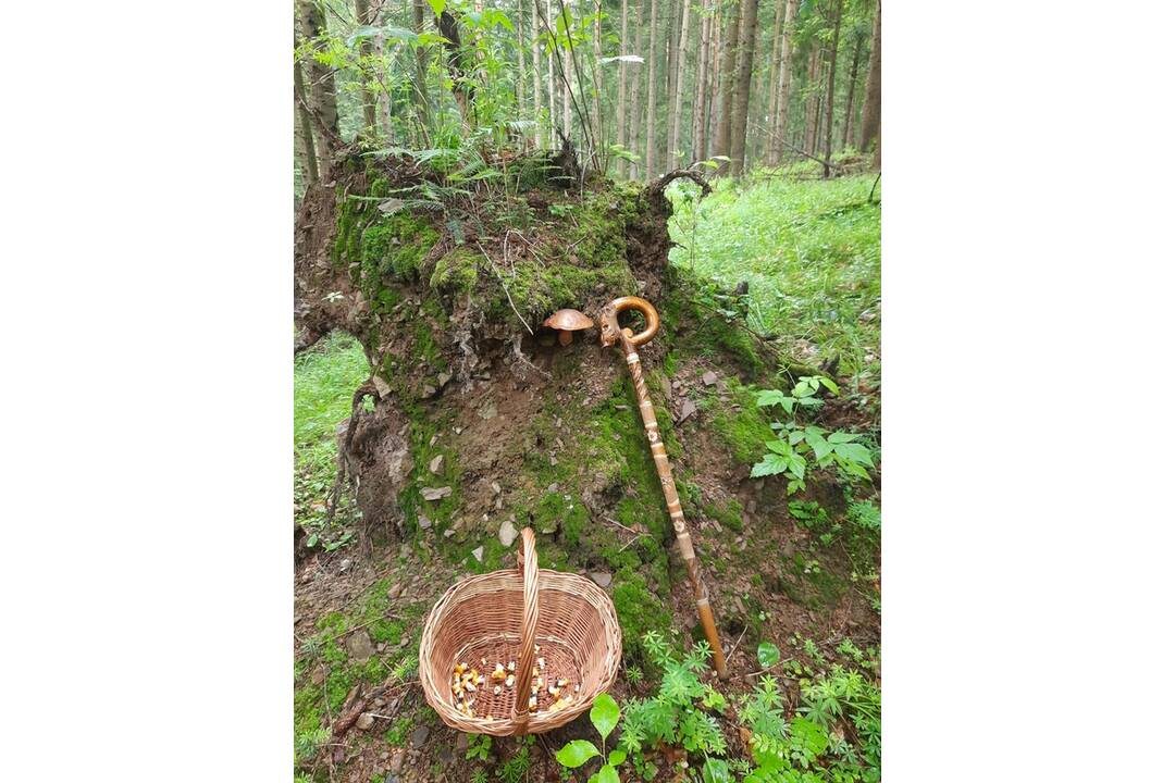 FOTO: Hubári v Prešovskom kraji, foto 6