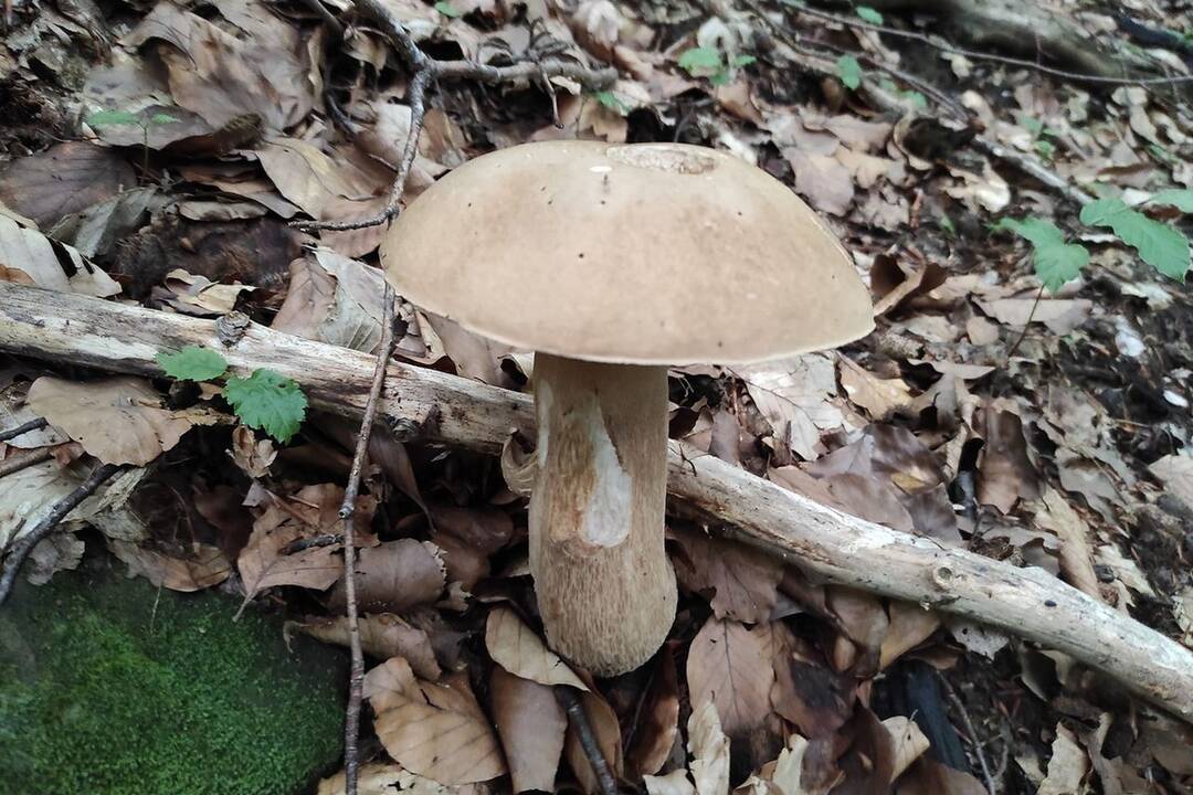 FOTO: Hubári v Prešovskom kraji, foto 8