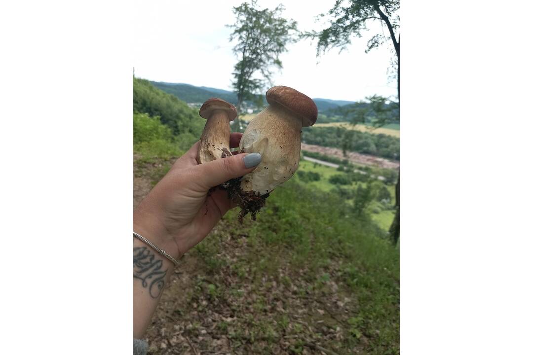 FOTO: Hubári v Prešovskom kraji, foto 16