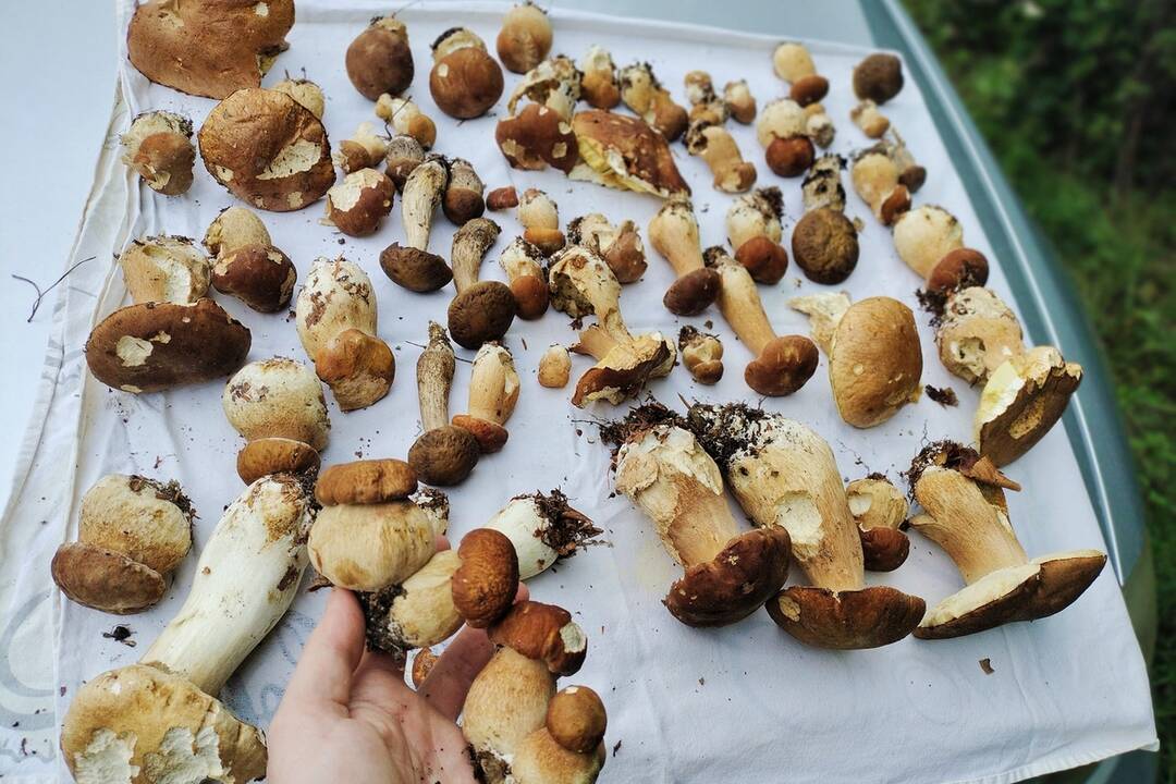 FOTO: Hubári v Prešovskom kraji, foto 22