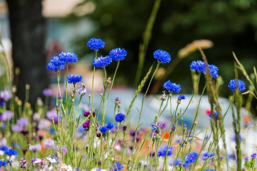 FOTO: kvietocky poprad, foto 4