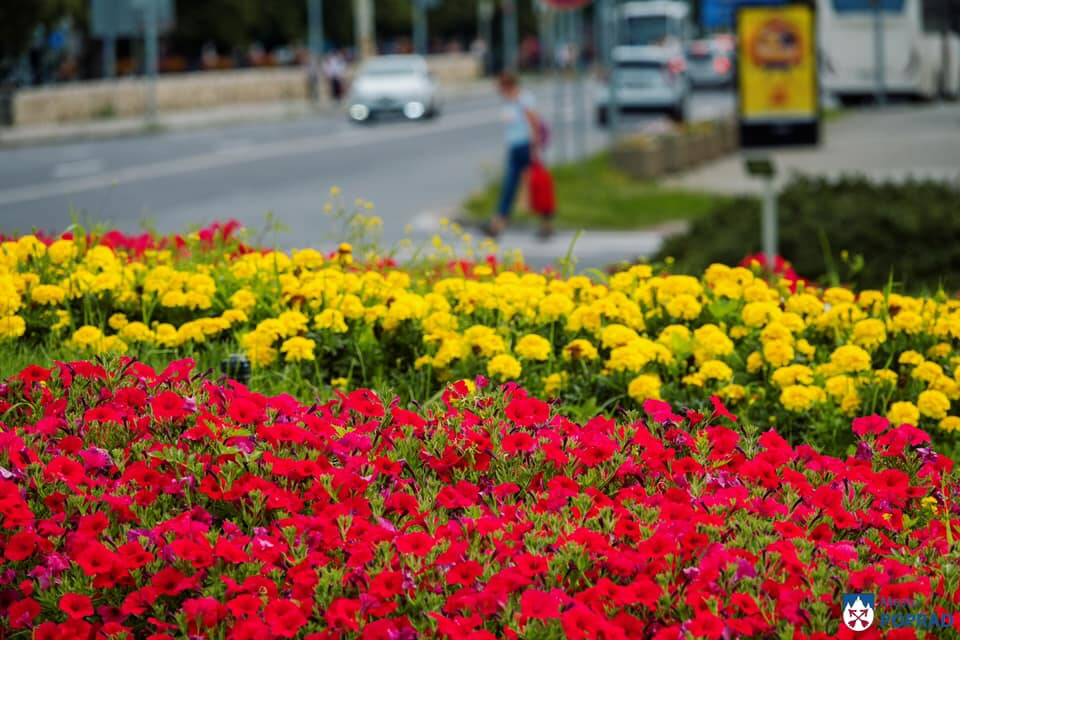 FOTO: kvietocky poprad, foto 5