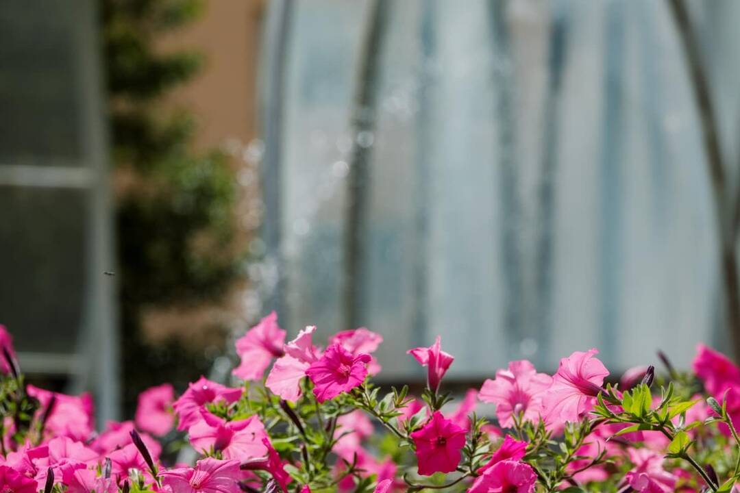 FOTO: kvietocky poprad, foto 6