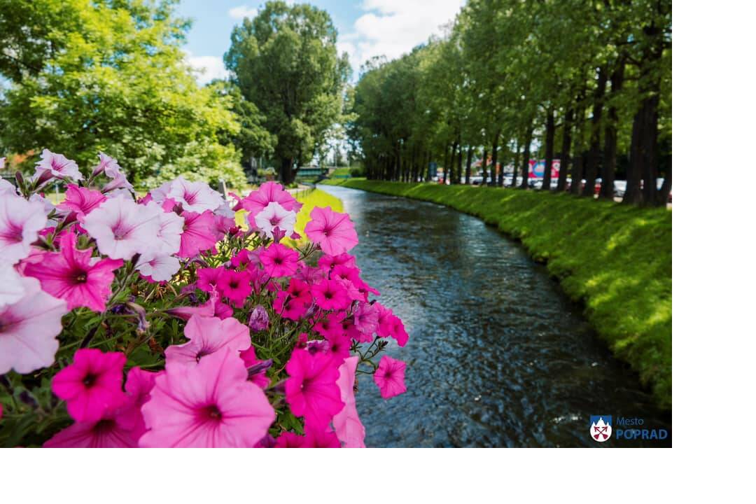 FOTO: kvietocky poprad, foto 9