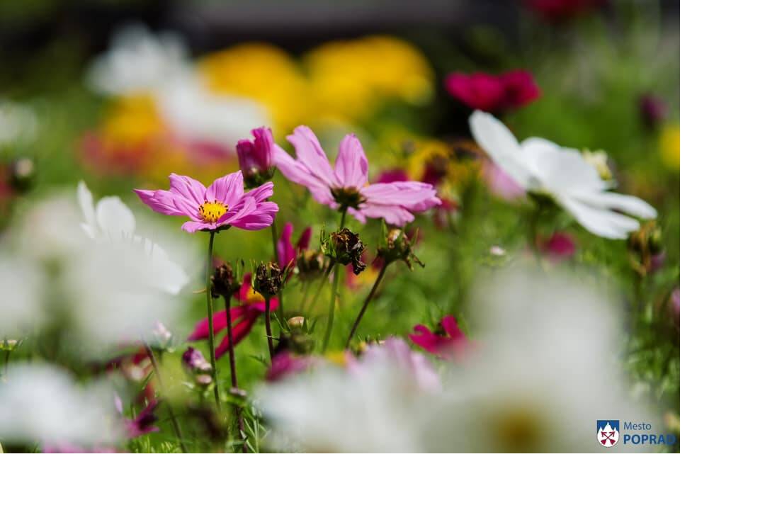 FOTO: kvietocky poprad, foto 10