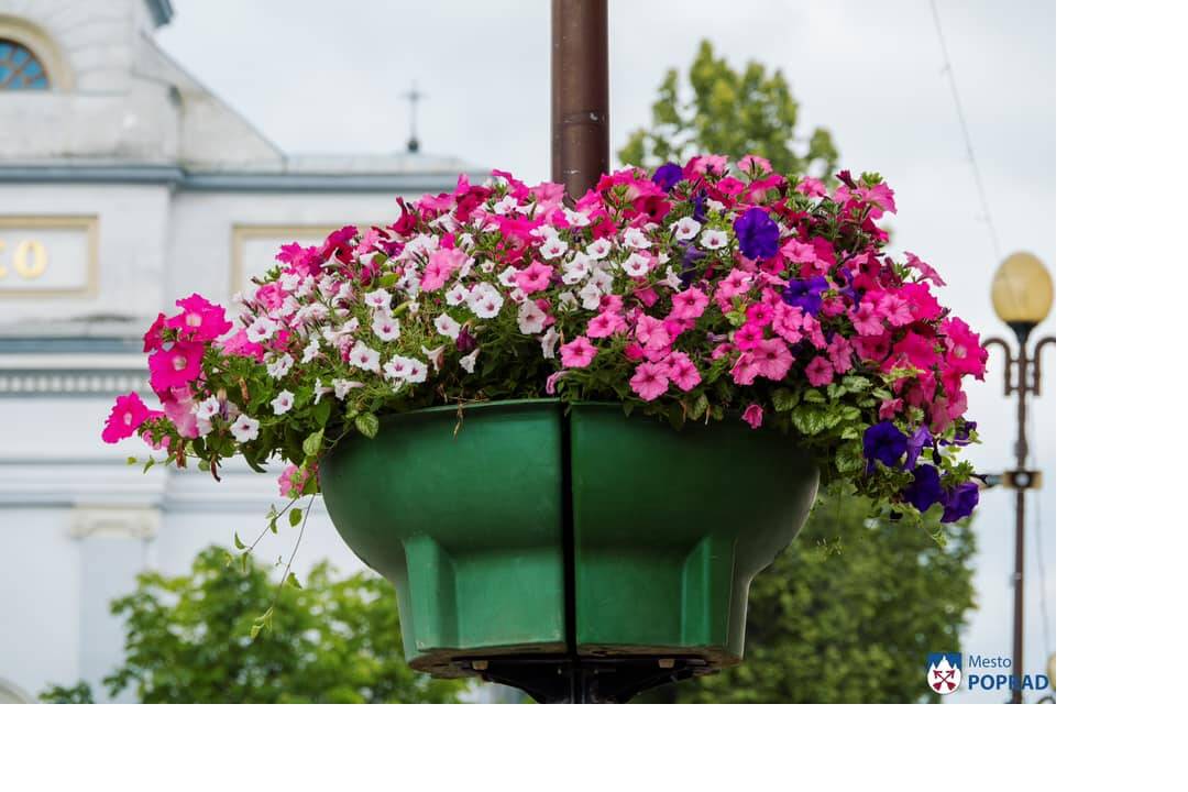 FOTO: kvietocky poprad, foto 12