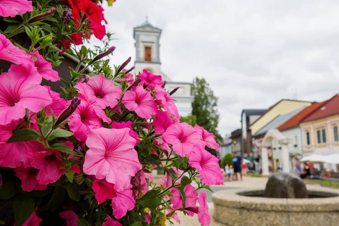 FOTO: kvietocky poprad, foto 16