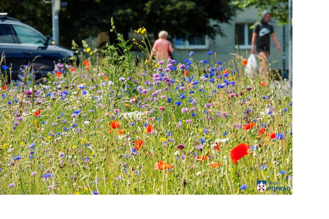 FOTO: kvietocky poprad, foto 18