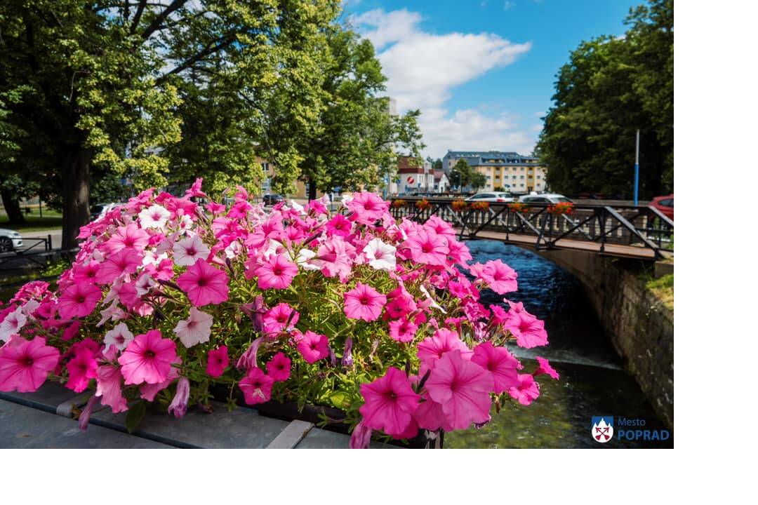 FOTO: kvietocky poprad, foto 22