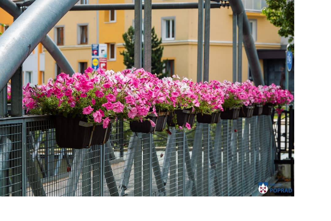 FOTO: kvietocky poprad, foto 23