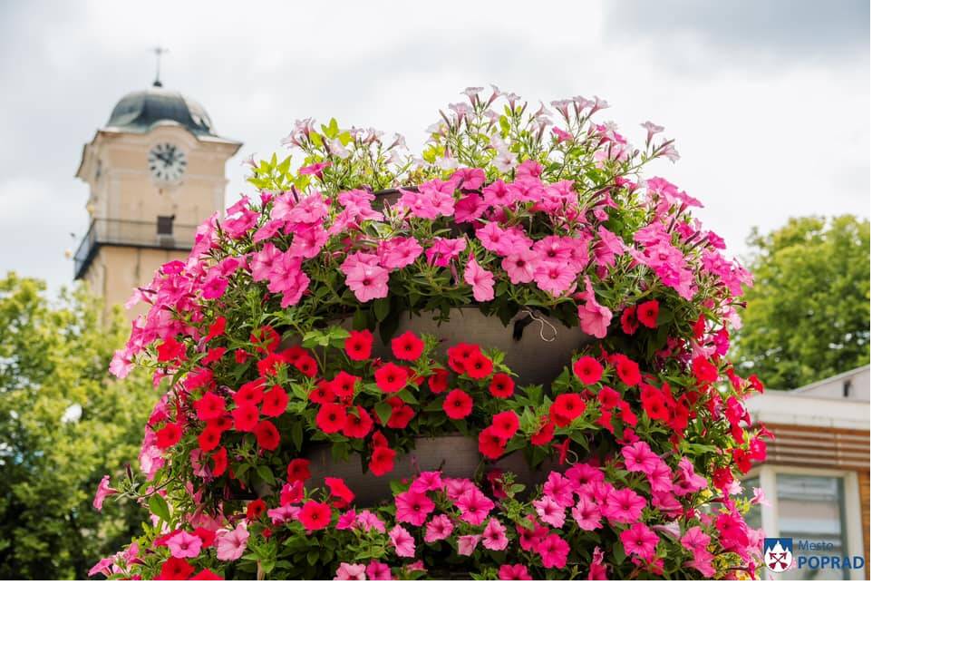 FOTO: kvietocky poprad, foto 24