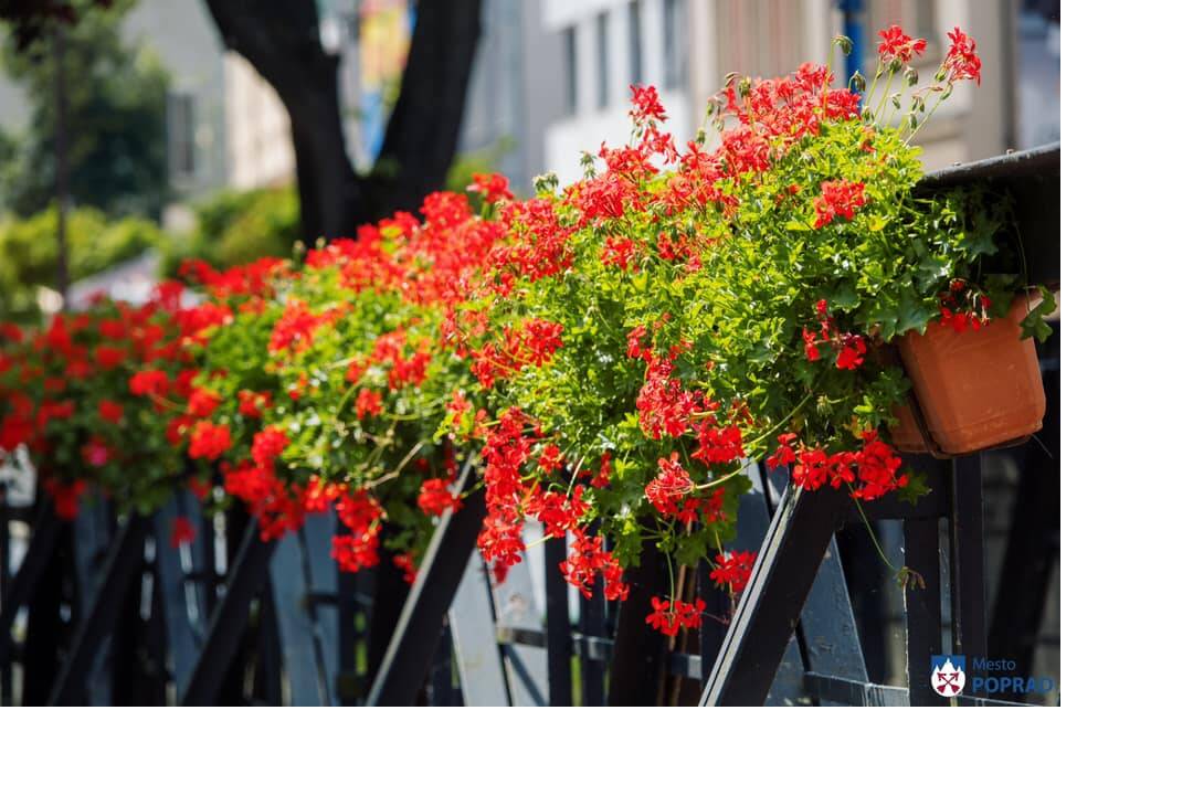 FOTO: kvietocky poprad, foto 25