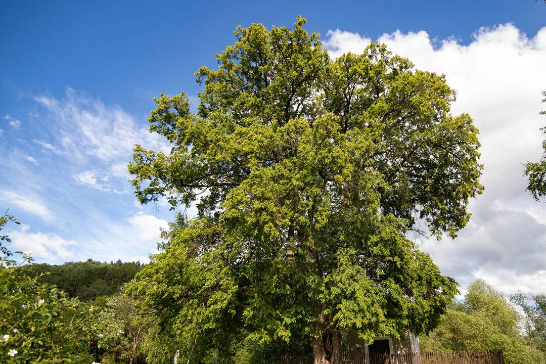FOTO: Lipa svätej Juliany z Ordzovian bojuje v súťaži Strom roka 2024, foto 1