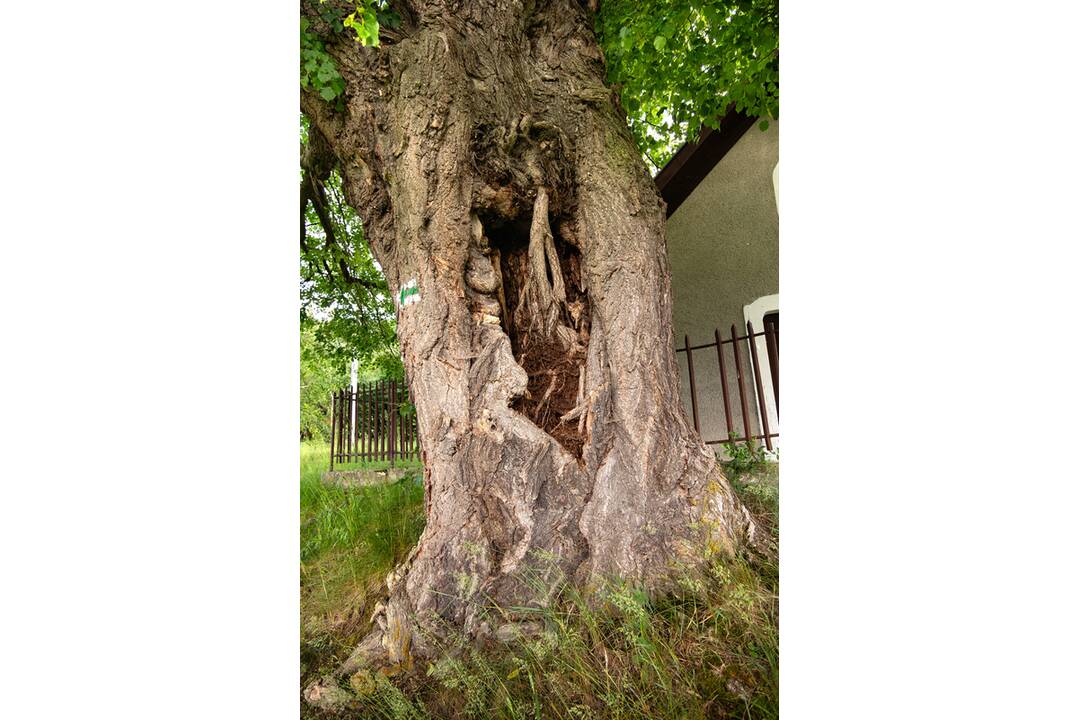 FOTO: Lipa svätej Juliany z Ordzovian bojuje v súťaži Strom roka 2024, foto 2