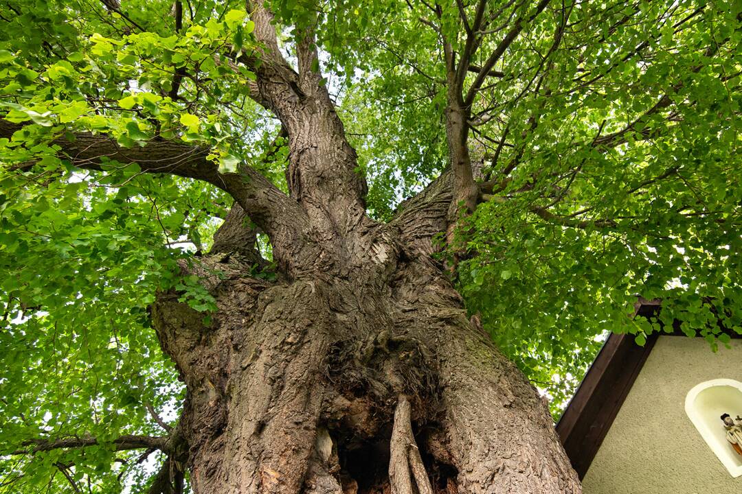 FOTO: Lipa svätej Juliany z Ordzovian bojuje v súťaži Strom roka 2024, foto 3