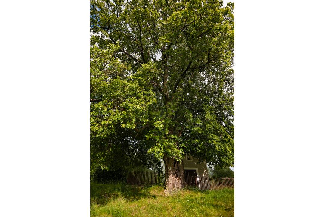 FOTO: Lipa svätej Juliany z Ordzovian bojuje v súťaži Strom roka 2024, foto 4