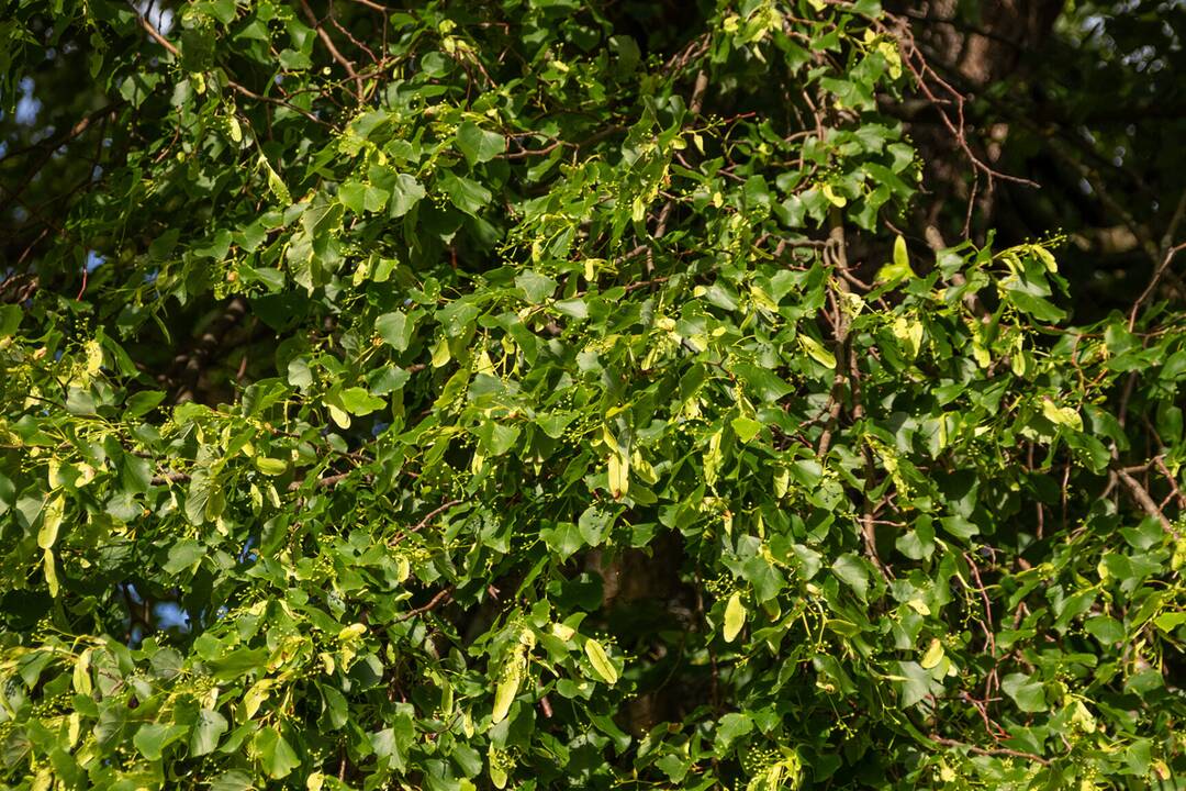 FOTO: Lipa svätej Juliany z Ordzovian bojuje v súťaži Strom roka 2024, foto 5